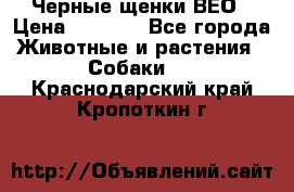 Черные щенки ВЕО › Цена ­ 5 000 - Все города Животные и растения » Собаки   . Краснодарский край,Кропоткин г.